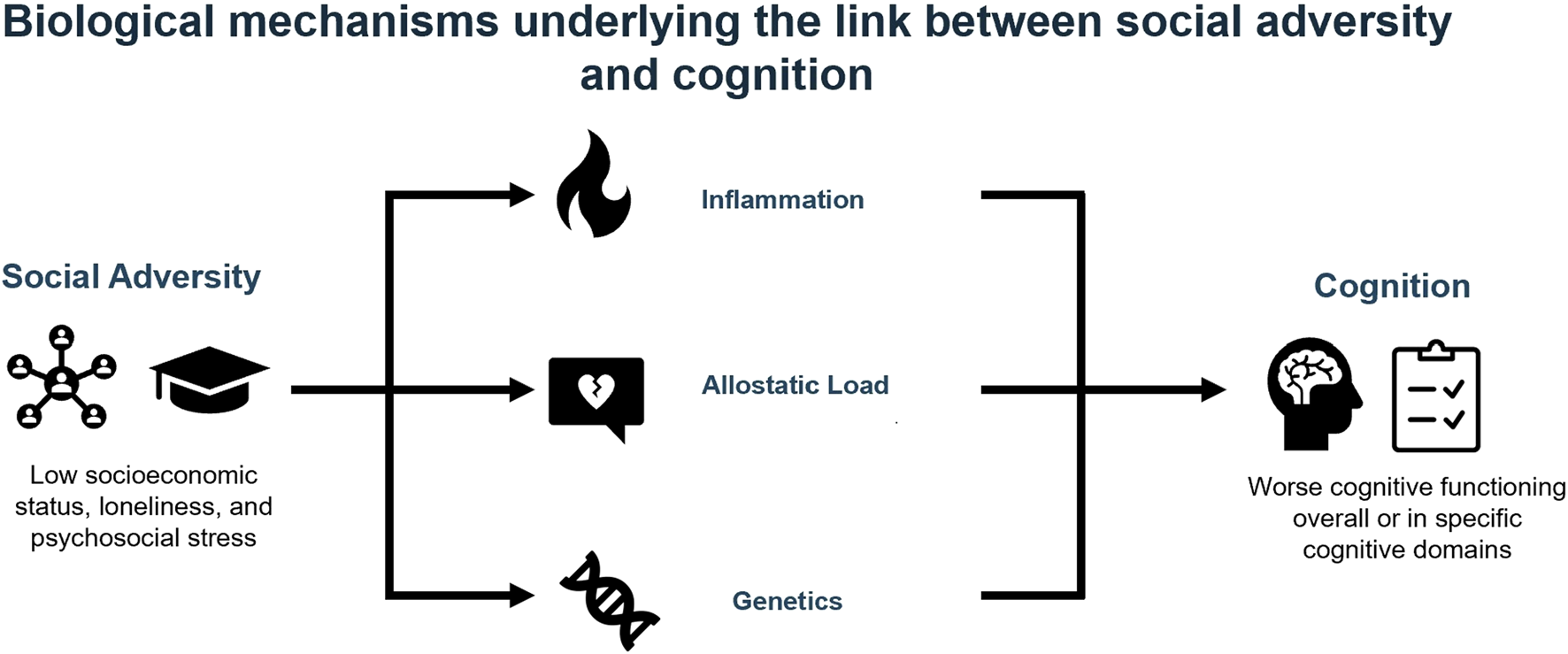 Flowchart titled "Biological mechanisms underlying the link between social adversity and cognition" with arrows connecting social adversity, featuring low socioeconomic status, loneliness, and psychosocial stress, to inflammation, allostatic load, and genetics, leading cognitive health problems.